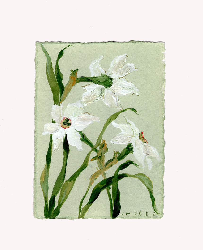 December's Narcissus No. 18
