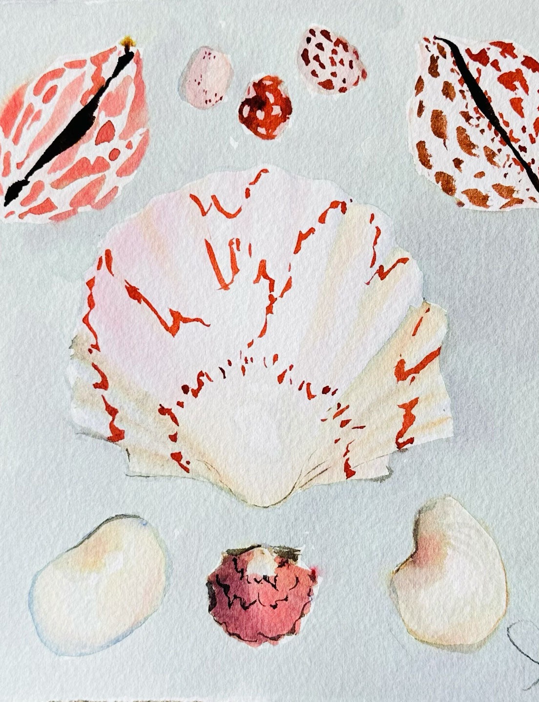 Sea Shell Study No. 4