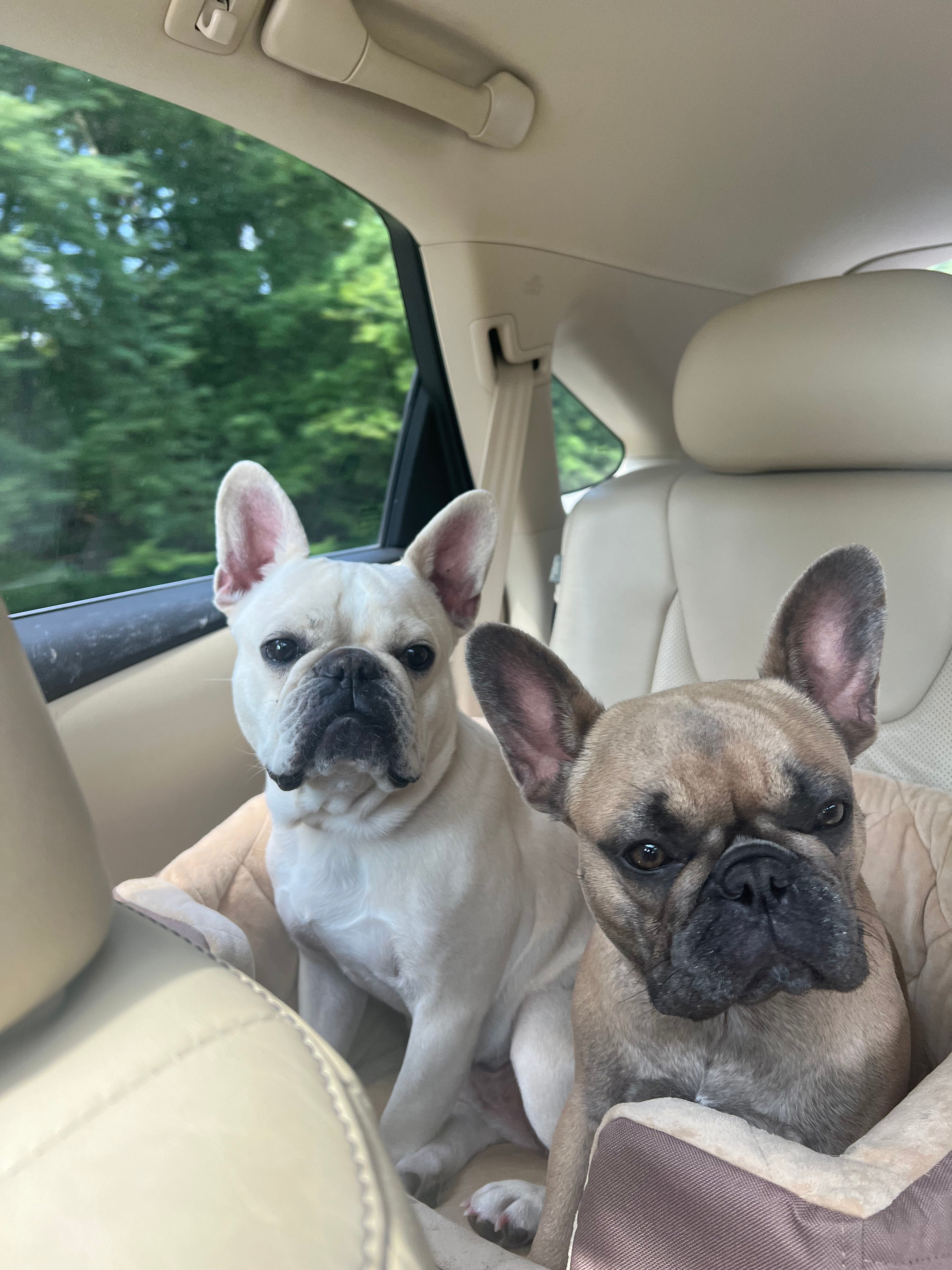 Set of Two Pet Collages for Hilary