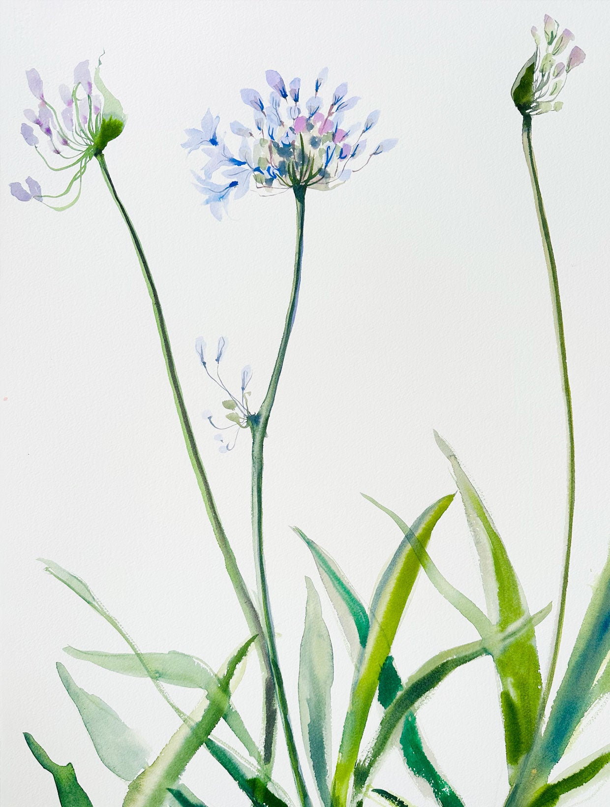 Agapanthus in Watercolor