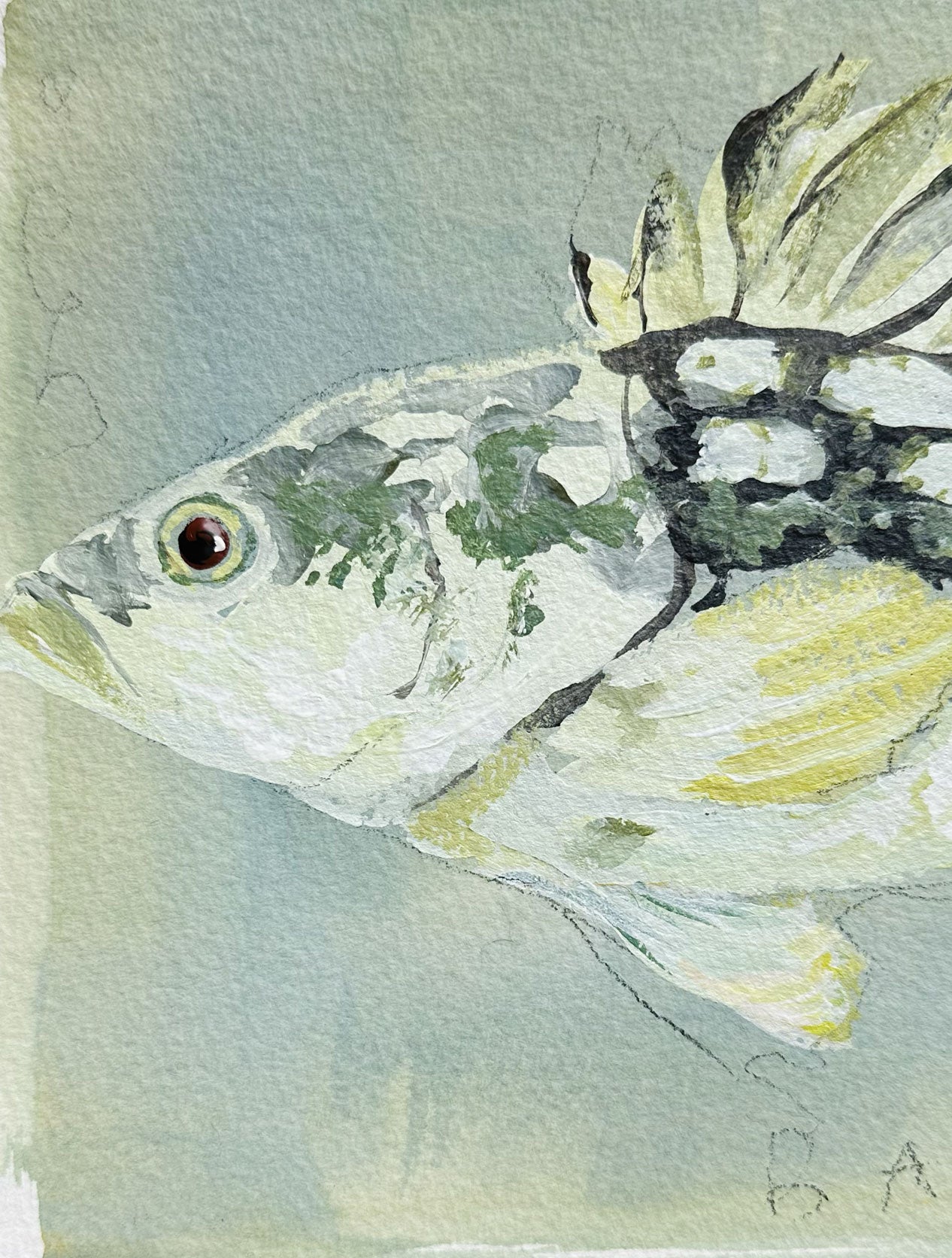 Bass