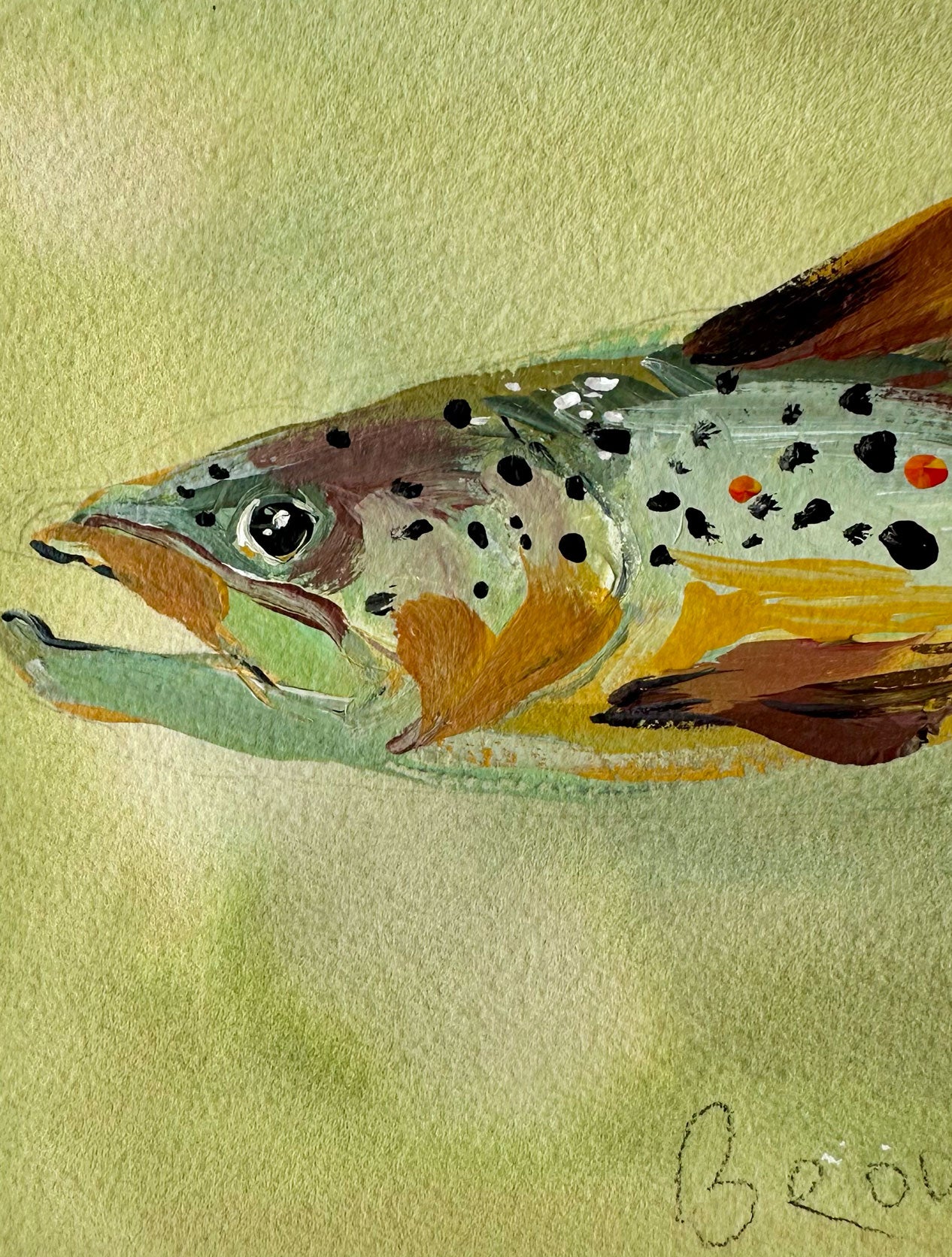 Brown Trout