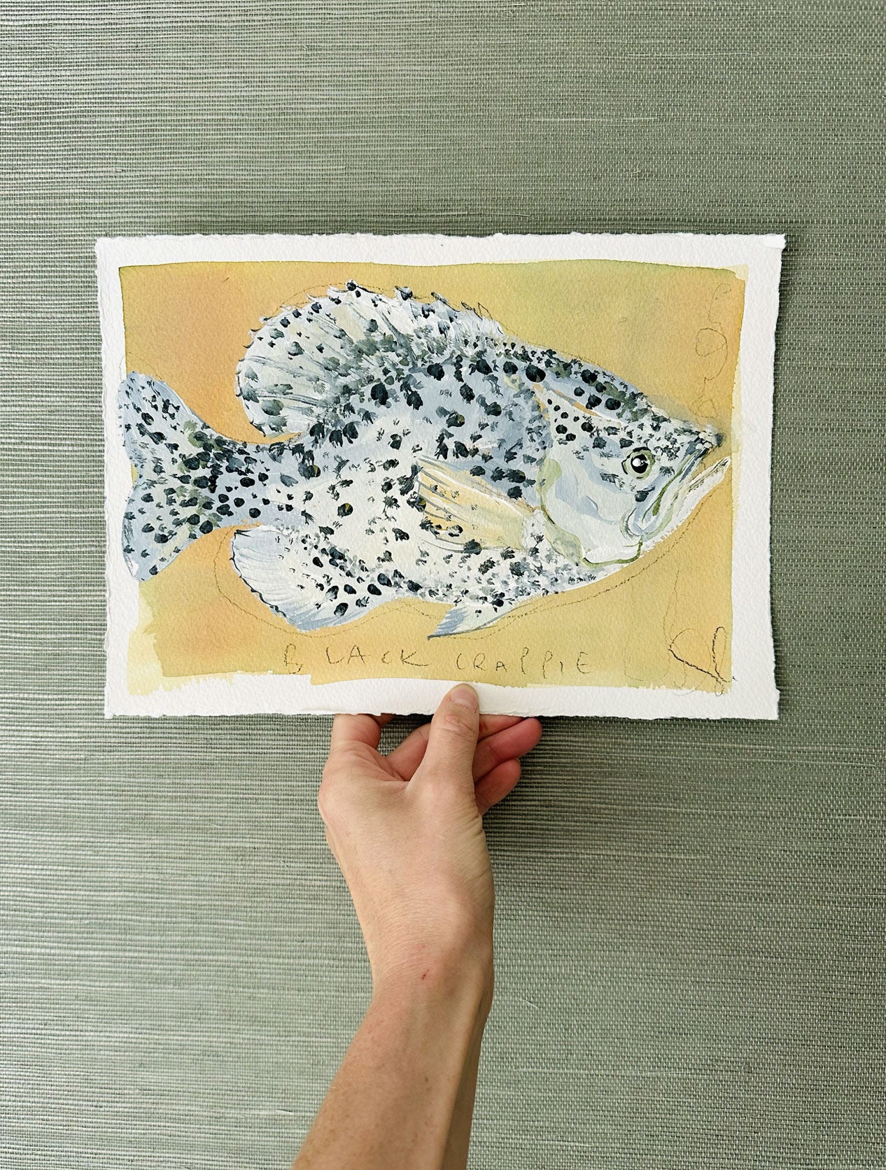 Black Crappie