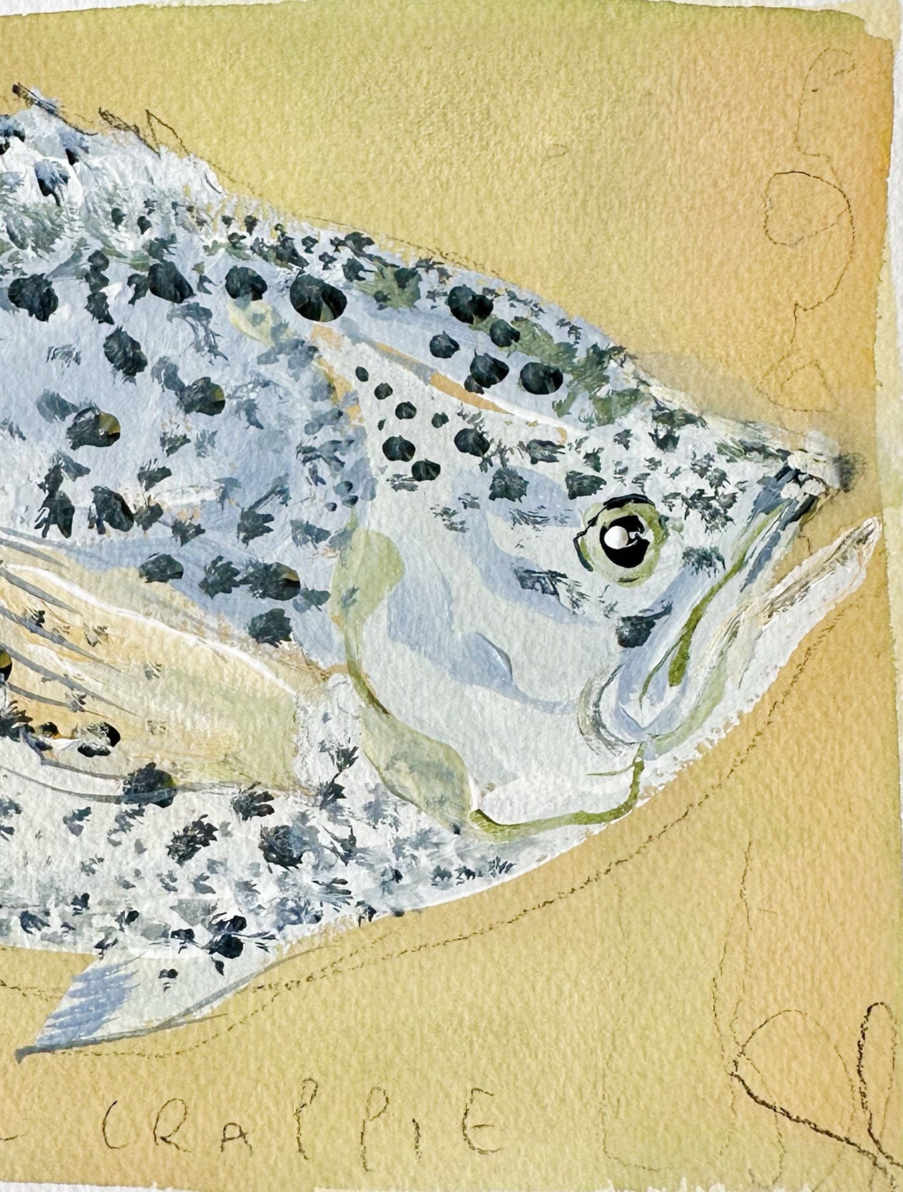 Black Crappie