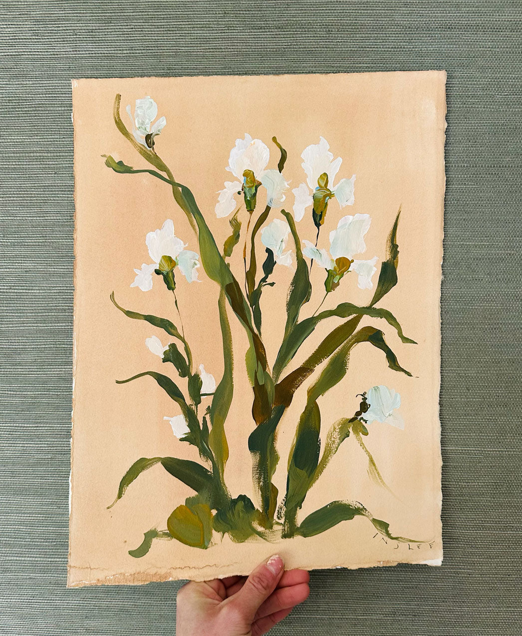 Iris on Cane