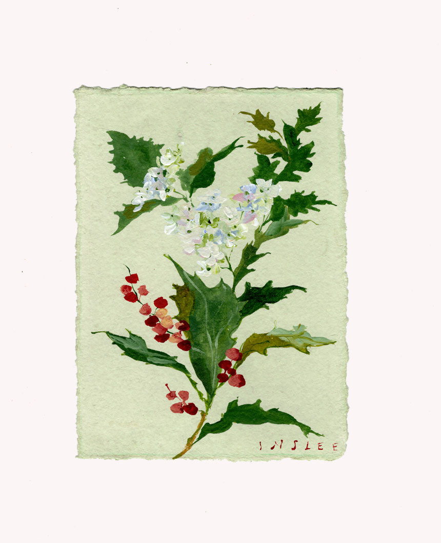 December's Holly No. 10