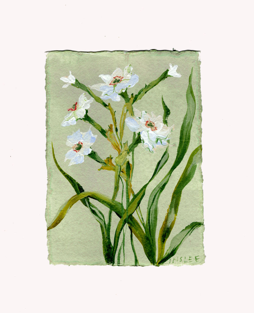December's Narcissus No. 11