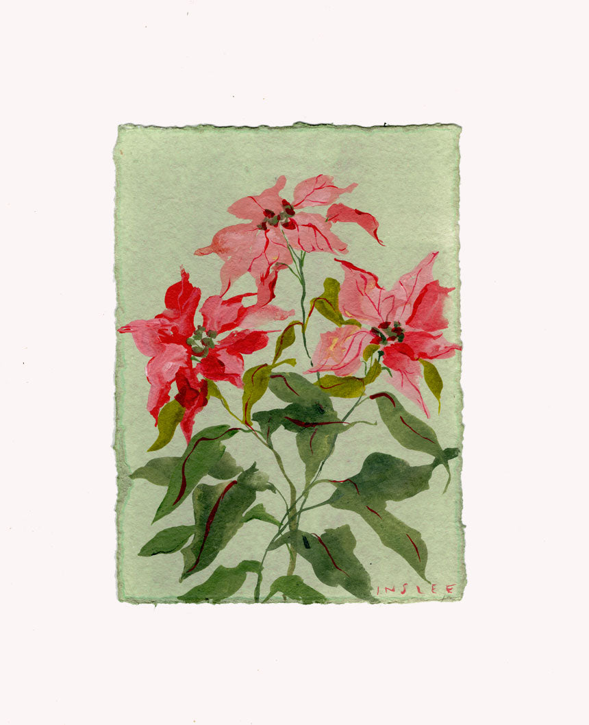 December's Poinsettia No. 12