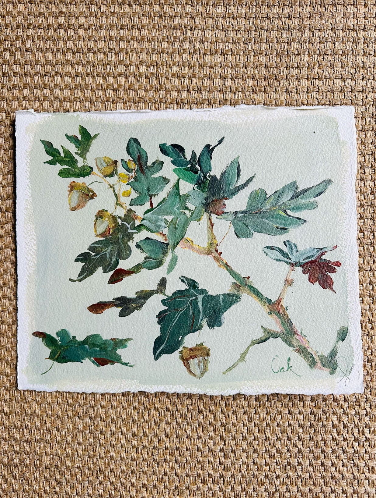 Oak: Acrylic on Paper