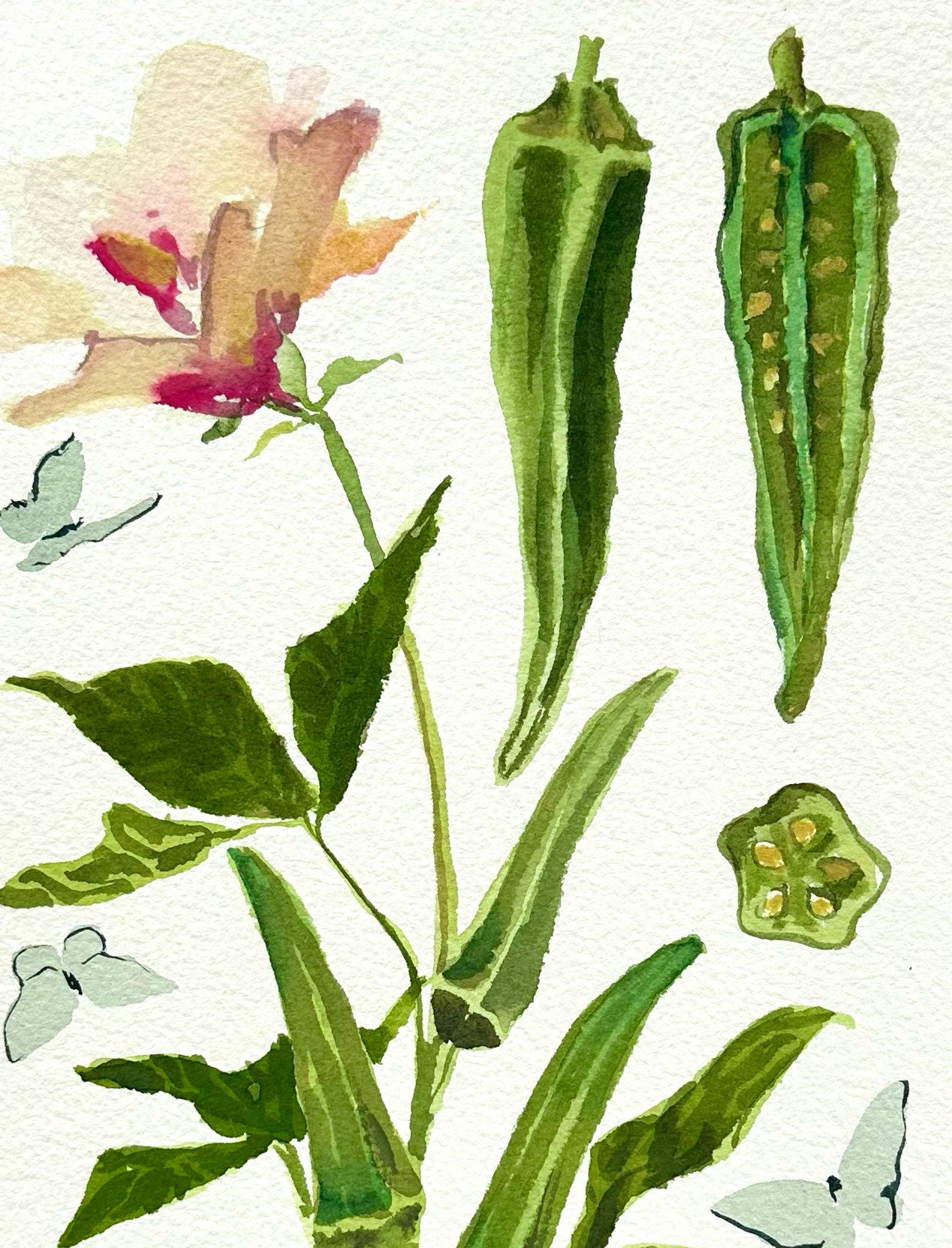 Okra