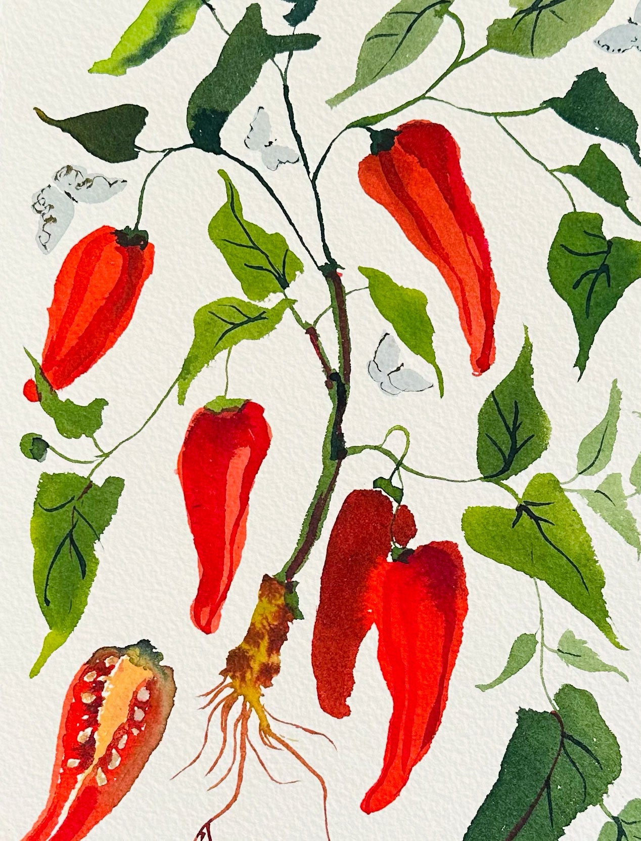 Pepper
