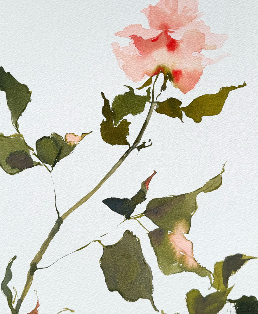 Rose Study No. 1