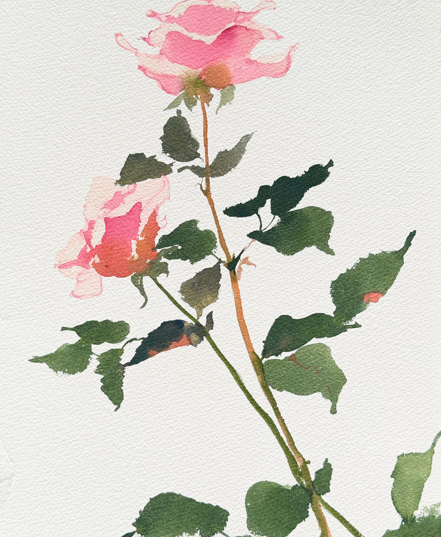 Rose Study No. 4