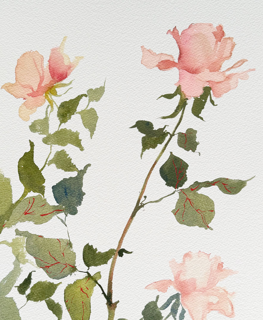 Rose Study No. 5