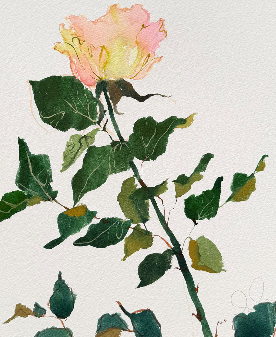 Rose Study No. 7