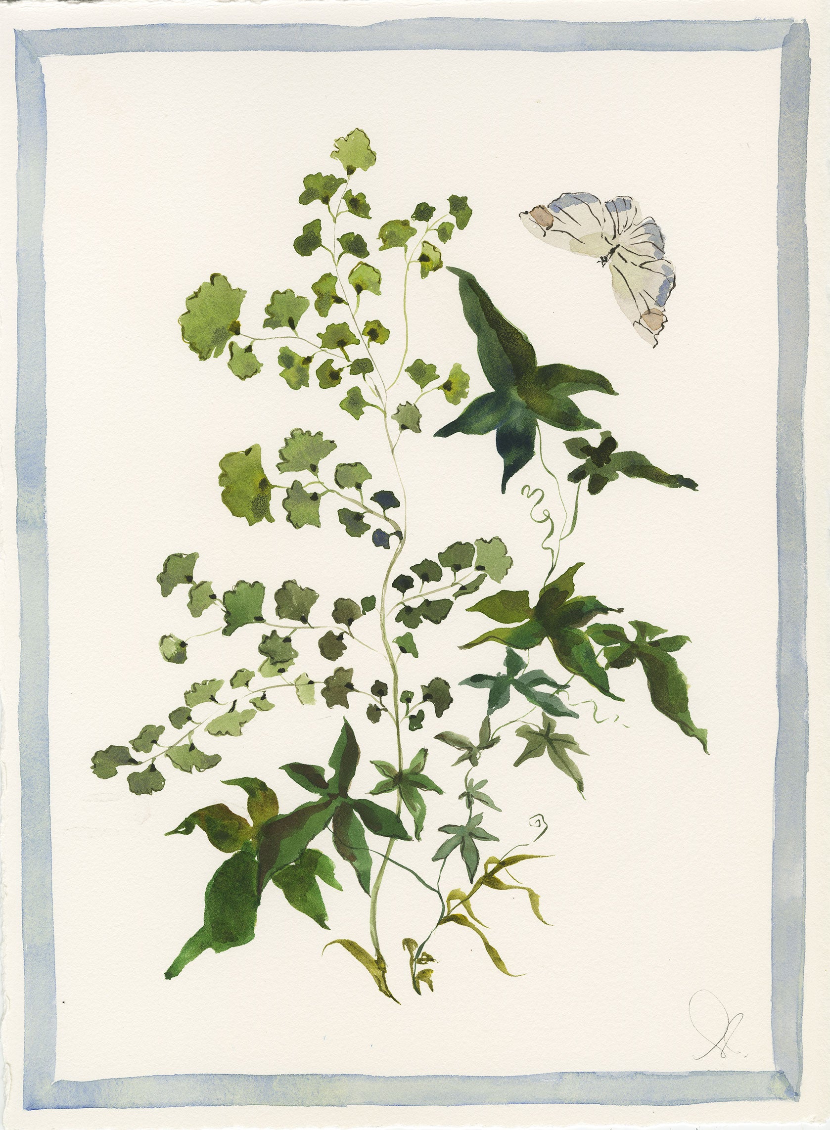 Ivy and Fern
