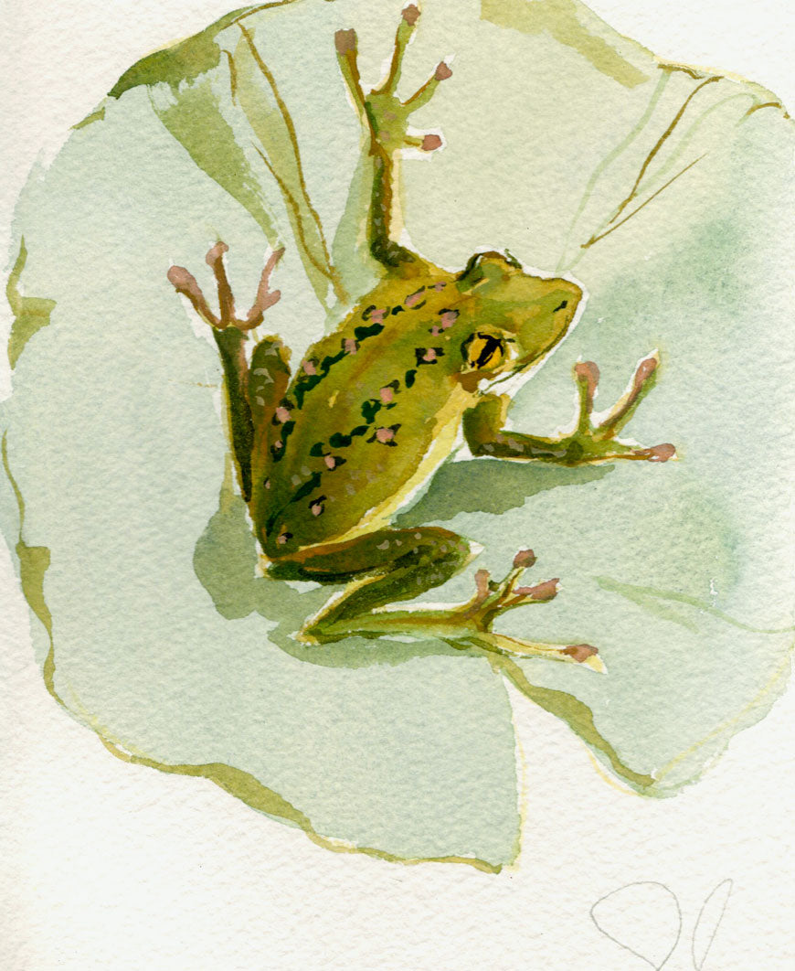 Grenouille No. 13