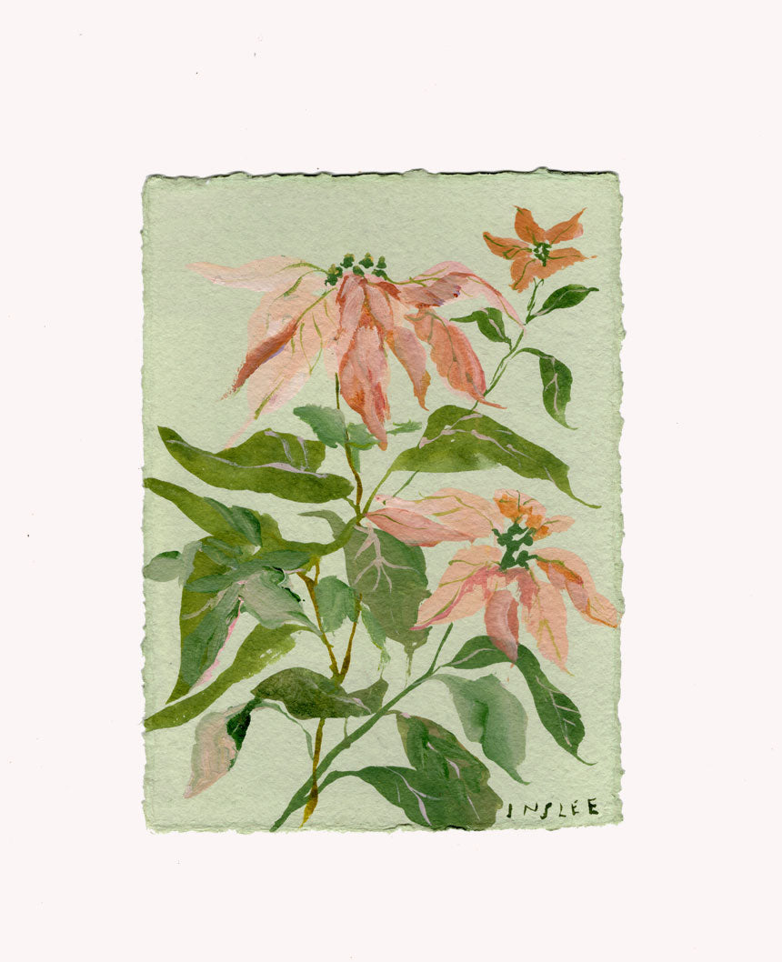 December's Poinsettia No. 15