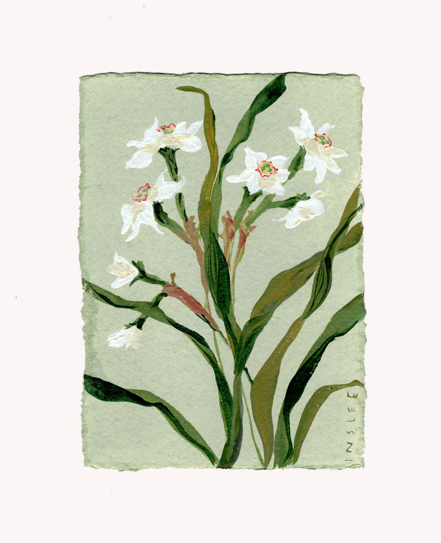 December's Narcissus No. 17