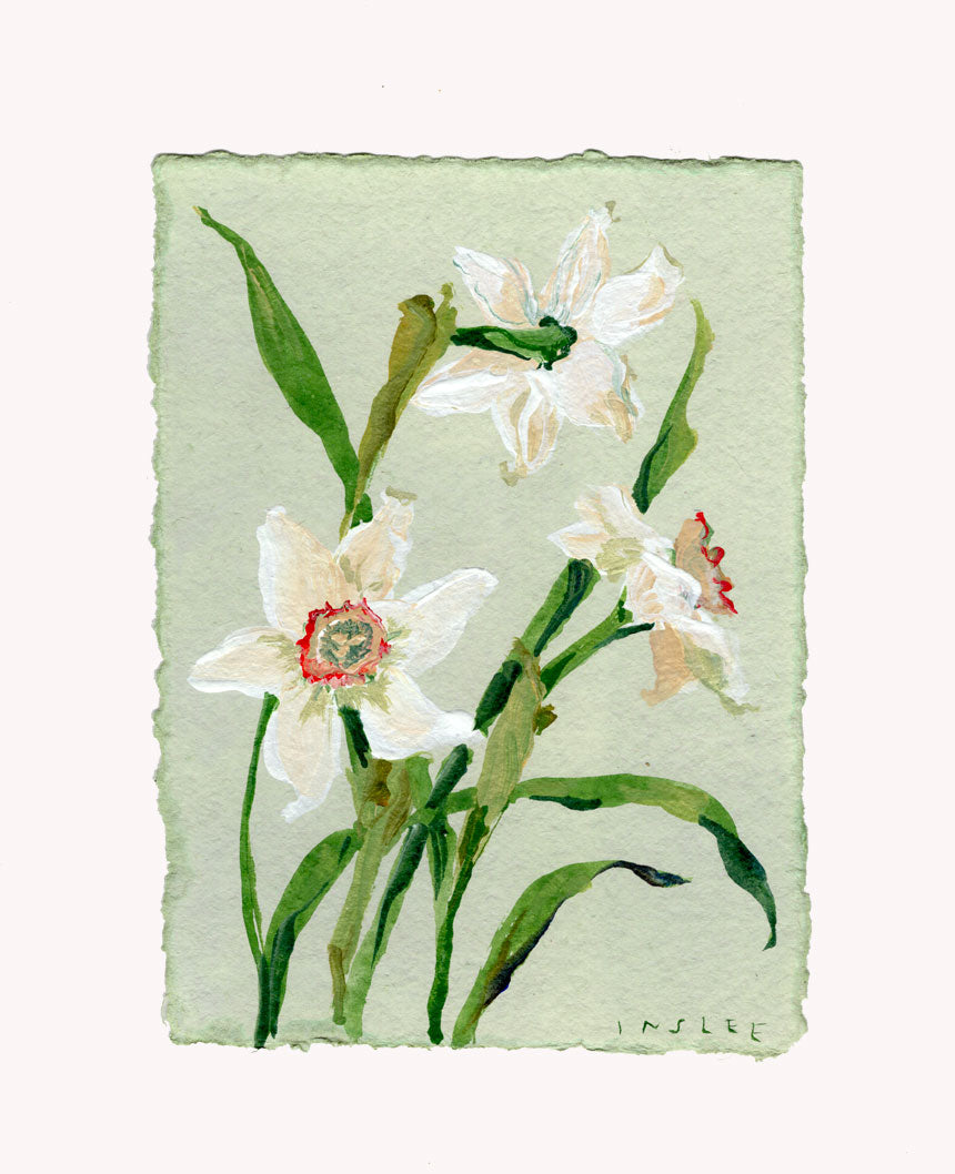 December's Narcissus No. 1