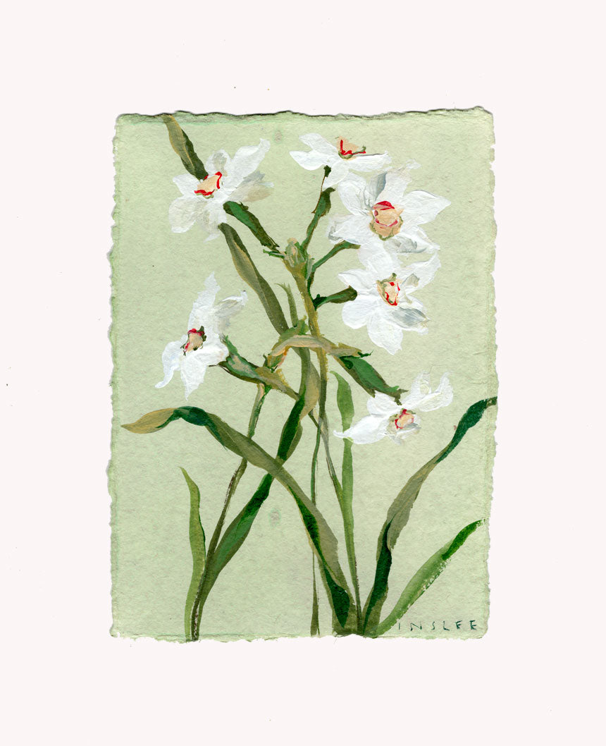 December's Narcissus No. 3