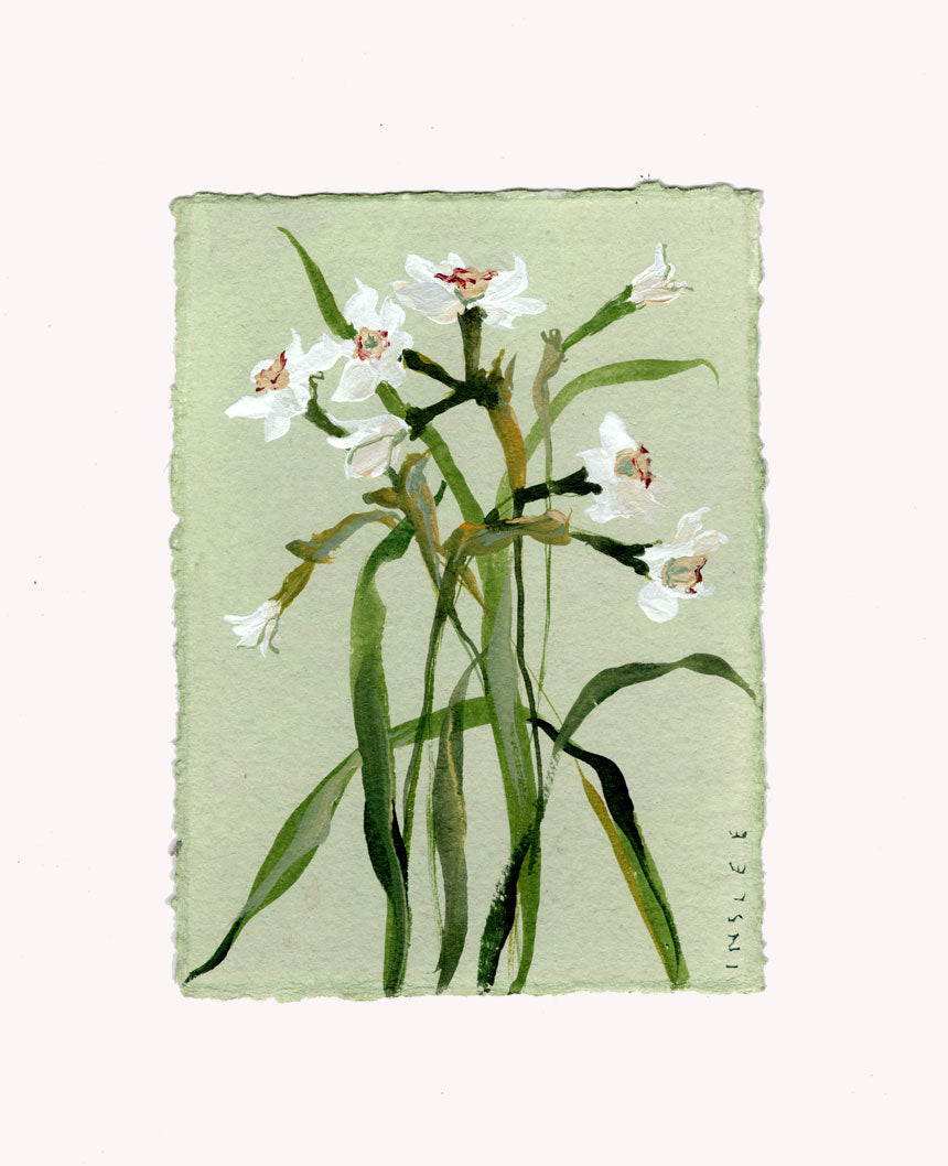 December's Narcissus No. 4