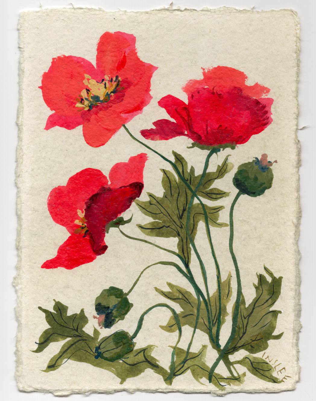 August's Poppy No. 1