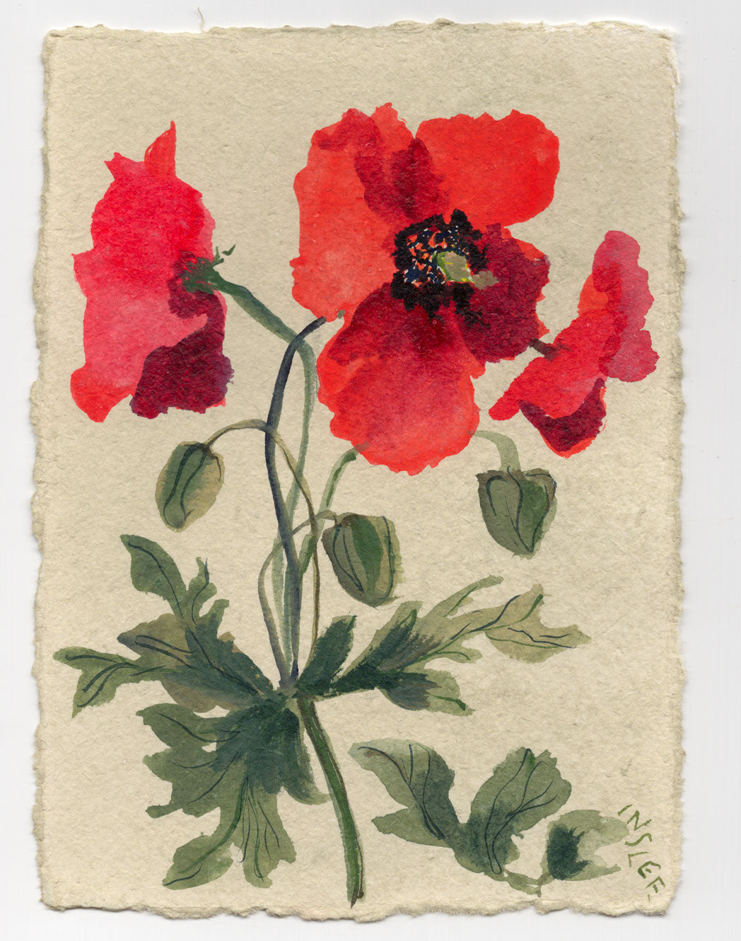 August's Poppy No. 4