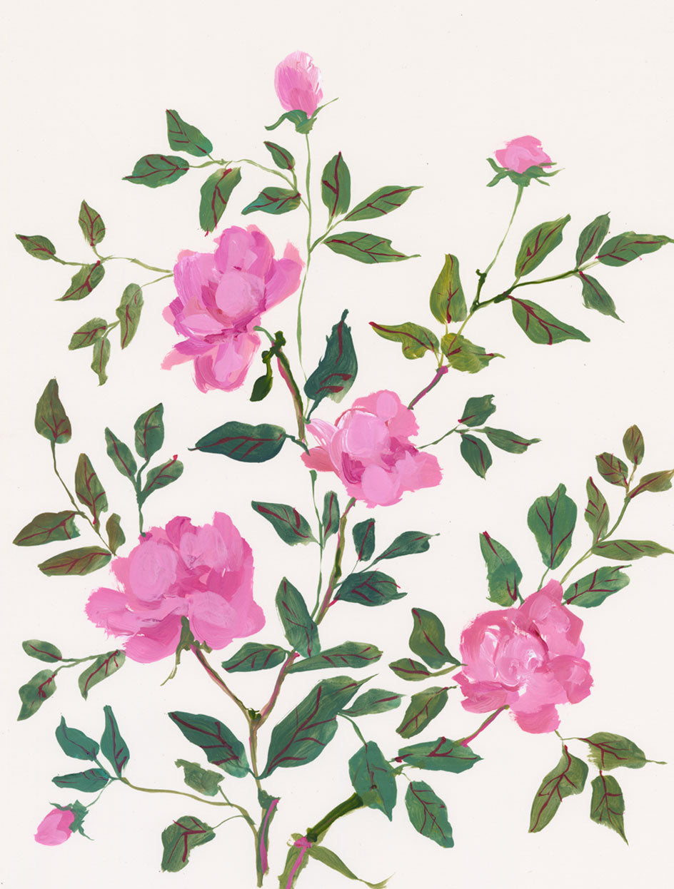 Climbing Rose