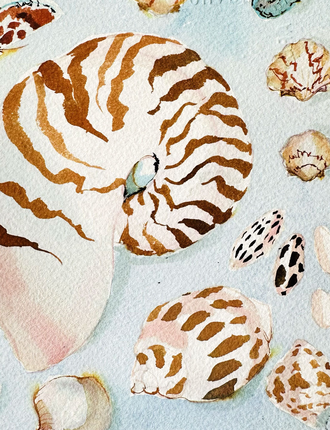 Sea Shell Study No. 1