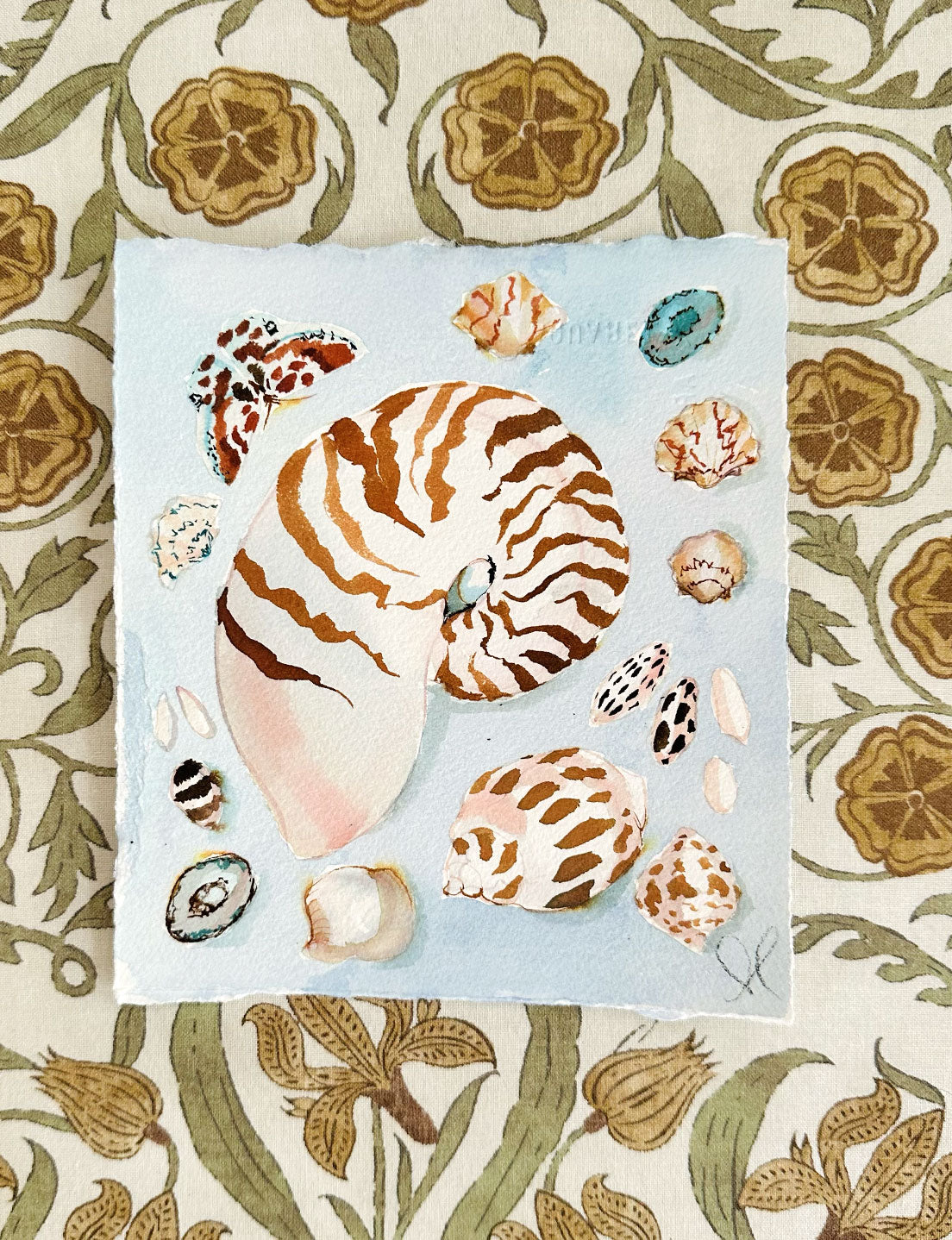 Sea Shell Study No. 1