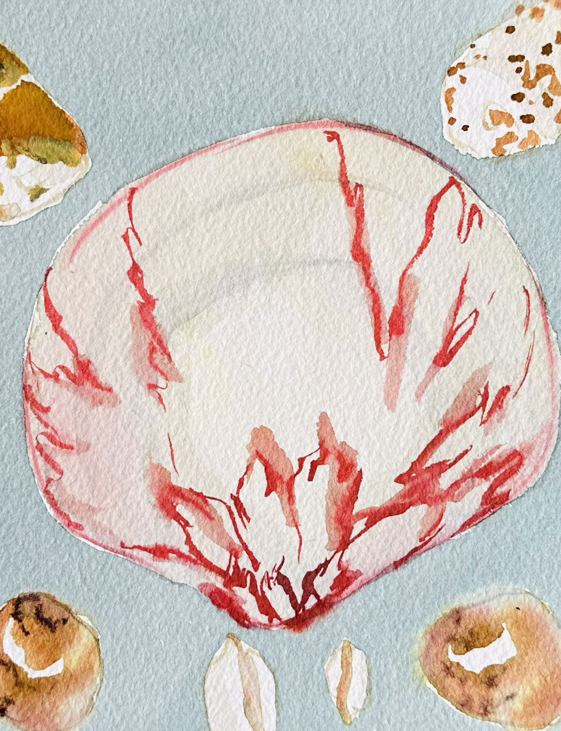 Sea Shell Study No. 6