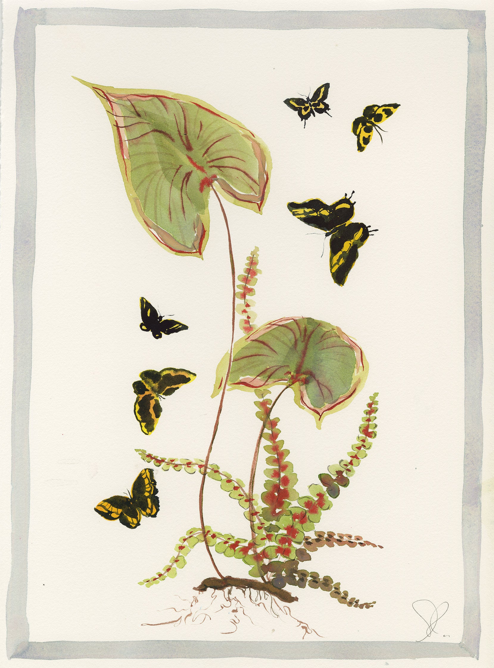 Ferns and Black Flutters