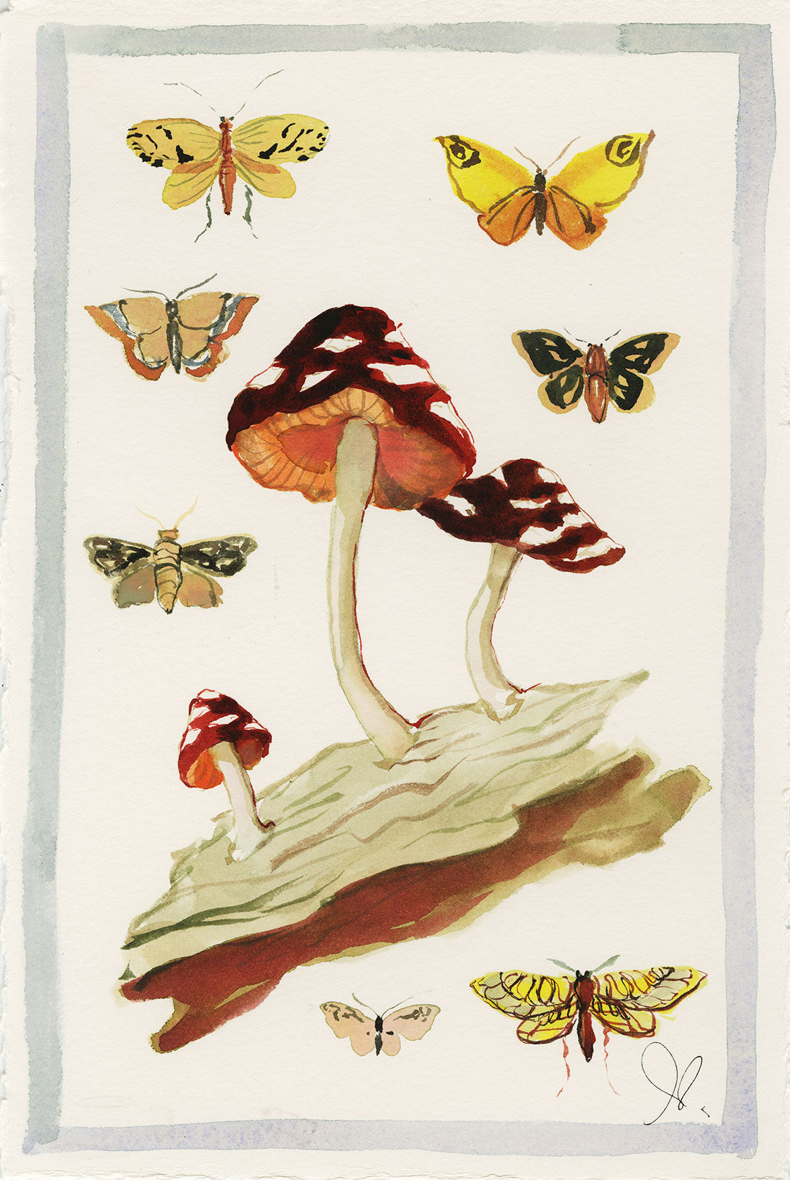 Mushroom Flutter